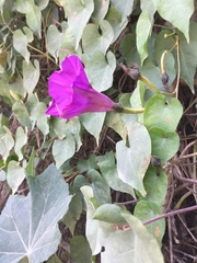Ipomoea lozanii