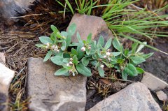 Brachystelma barberae