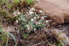 Brachystelma barberae