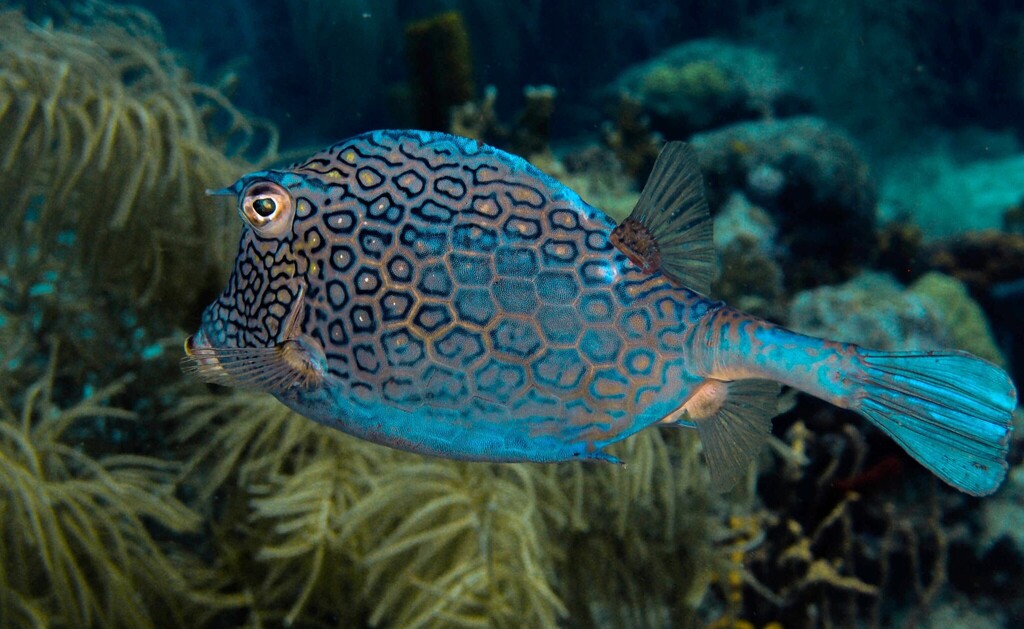Honeycomb cowfish (Acanthostracion polygonius) — Ostraciidae