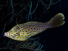 Scrawled Filefish photo 1