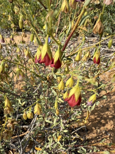 Hermannia stipitata