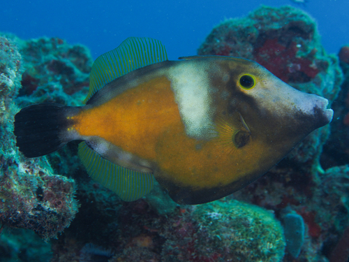 American whitespotted filefish (Cantherhines macrocerus) — Monacanthidae