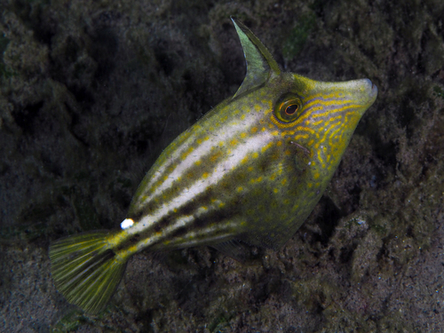 Cuckold (Cantherhines pullus) — Monacanthidae