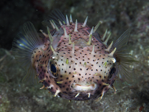 Bridled burrfish (Chilomycterus antennatus) — Diodontidae — 2