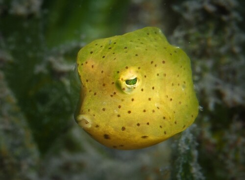 Buffalo trunkfish (Lactophrys trigonus) — Ostraciidae — 4