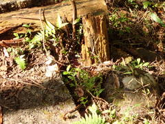 Sinomicrurus sauteri