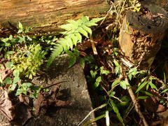 Sinomicrurus sauteri