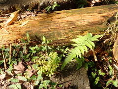 Sinomicrurus sauteri