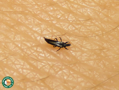 Gynaikothrips