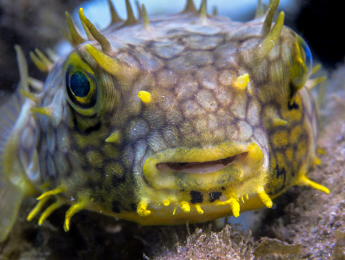 Web burrfish (Chilomycterus antillarum) — Diodontidae