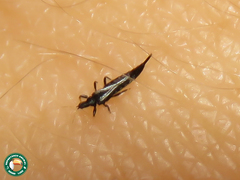 Gynaikothrips