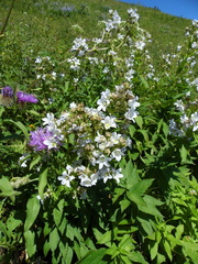 Campanula lactiflora