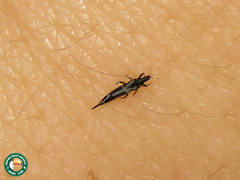 Gynaikothrips