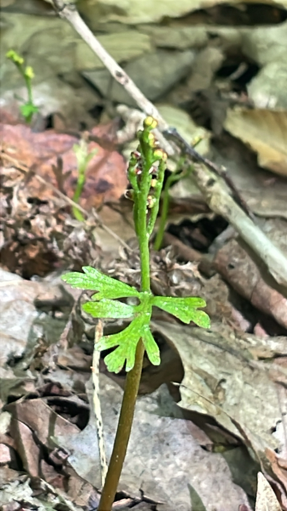 Narrow Triangle Moonwort (Botrychium angustisegmentum)