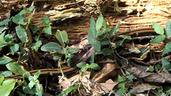 Sinomicrurus sauteri