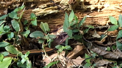 Sinomicrurus sauteri