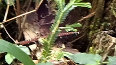 Sinomicrurus sauteri