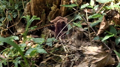 Sinomicrurus sauteri