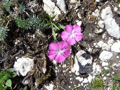 Dianthus oschtenicus
