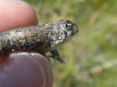 Vandijkophrynus angusticeps