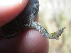 Vandijkophrynus angusticeps