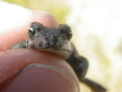 Vandijkophrynus angusticeps
