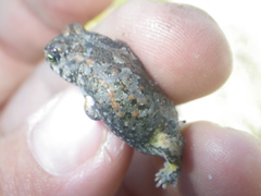 Vandijkophrynus angusticeps
