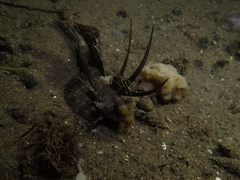 Dactylopus dactylopus