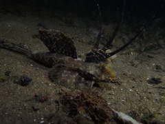 Dactylopus dactylopus