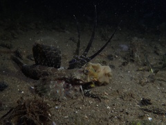 Dactylopus dactylopus