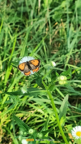 Small copper
