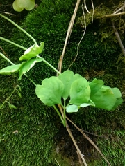 Oxalis laxa