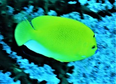 Apolemichthys trimaculatus