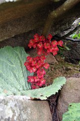 Streptocarpus dunnii