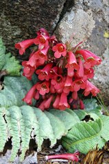 Streptocarpus dunnii