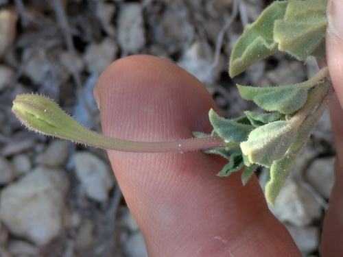 Wright's Trumpets (Acleisanthes wrightii)