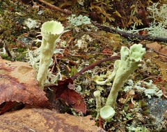 Cladonia deformis