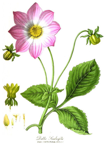 Garden Dahlia