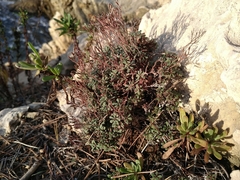 Limonium pseudominutum