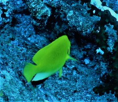 Apolemichthys trimaculatus