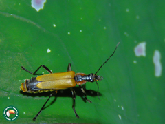 Chauliognathus atroscutellaris