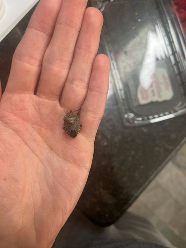 Stink bug photo 4