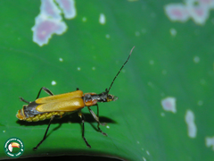 Chauliognathus atroscutellaris