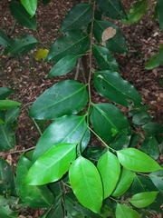Celtis paniculata