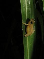 Scinax fuscomarginatus