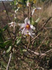 Solanum guineense