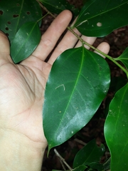 Celtis paniculata