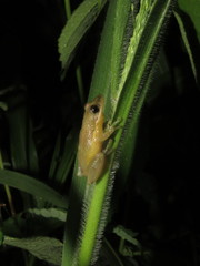 Scinax fuscomarginatus