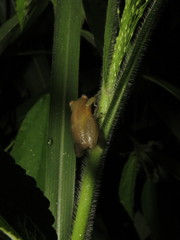 Scinax fuscomarginatus